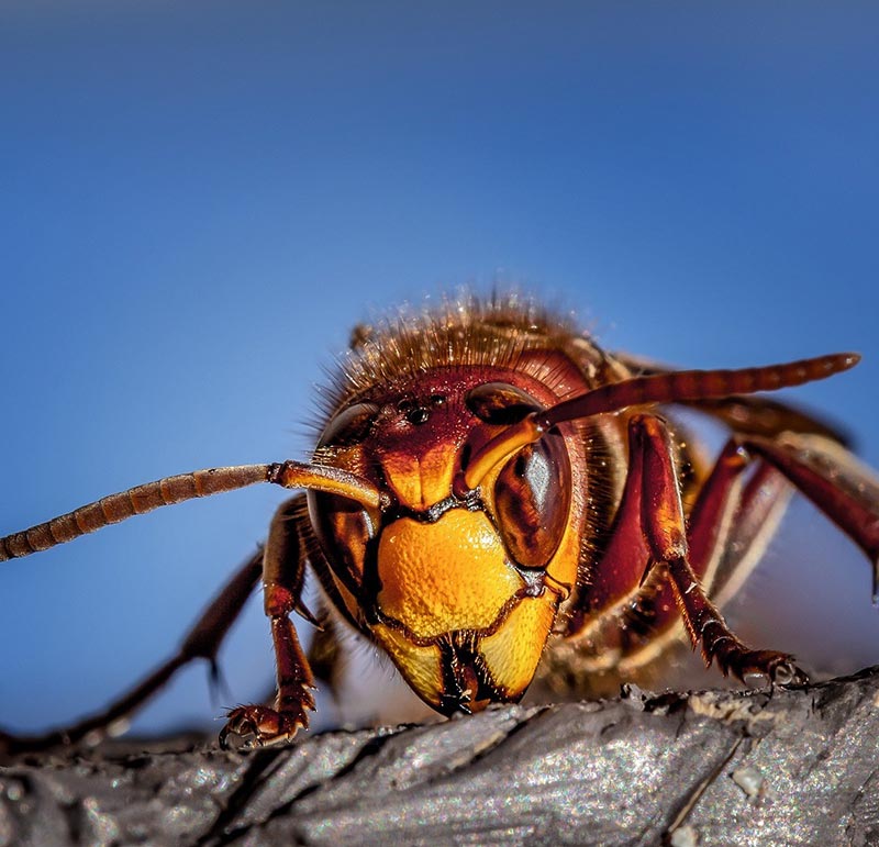 Close up image of a wasp which could be considered as an unwanted pest