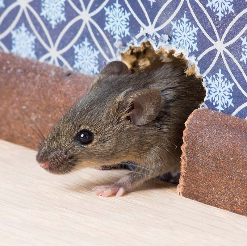 Close up image of a mouse crawling out from a hole in the wall