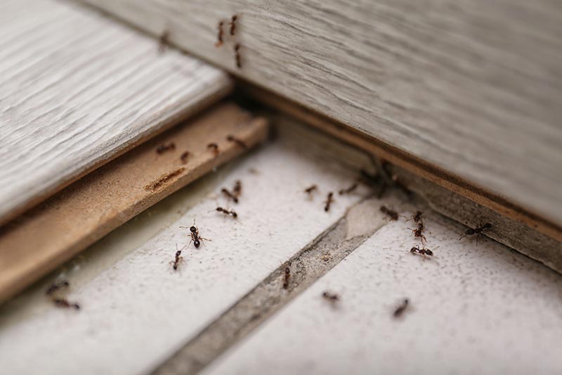 Lots of unwanted pest ants crawling around